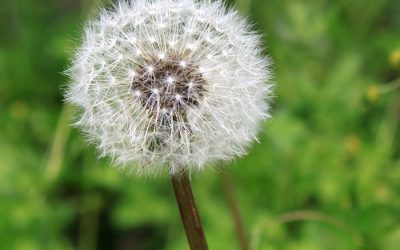 Seasonal Allergies? Take Care Of Your Smile