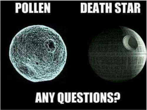 Pollen Death Star Meme